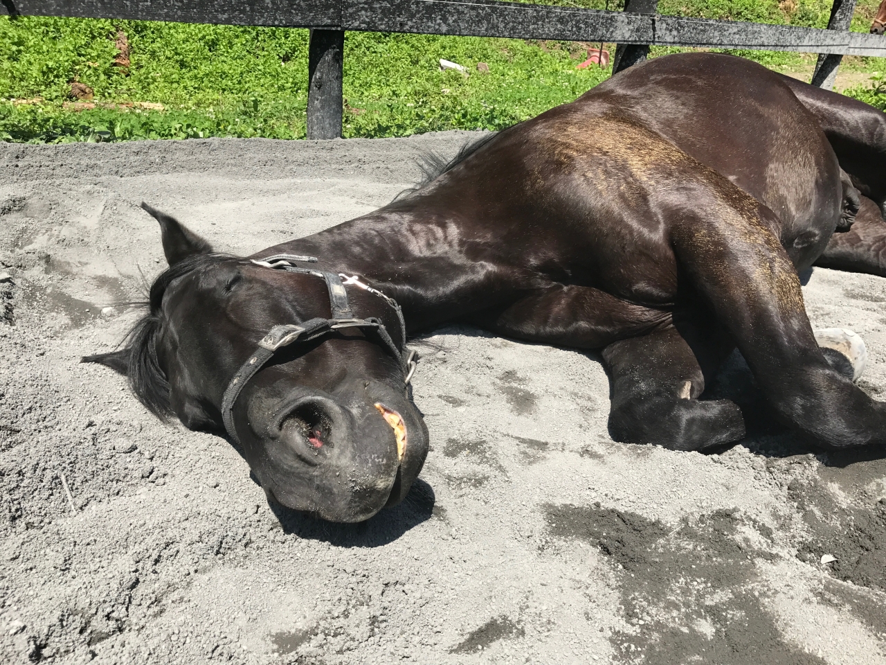 馬プロフィール ゴクウホースビレッジ 東京都内の乗馬クラブ